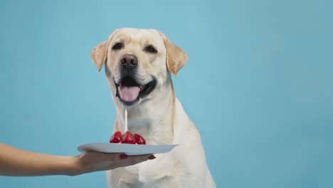 el perro come fresas.