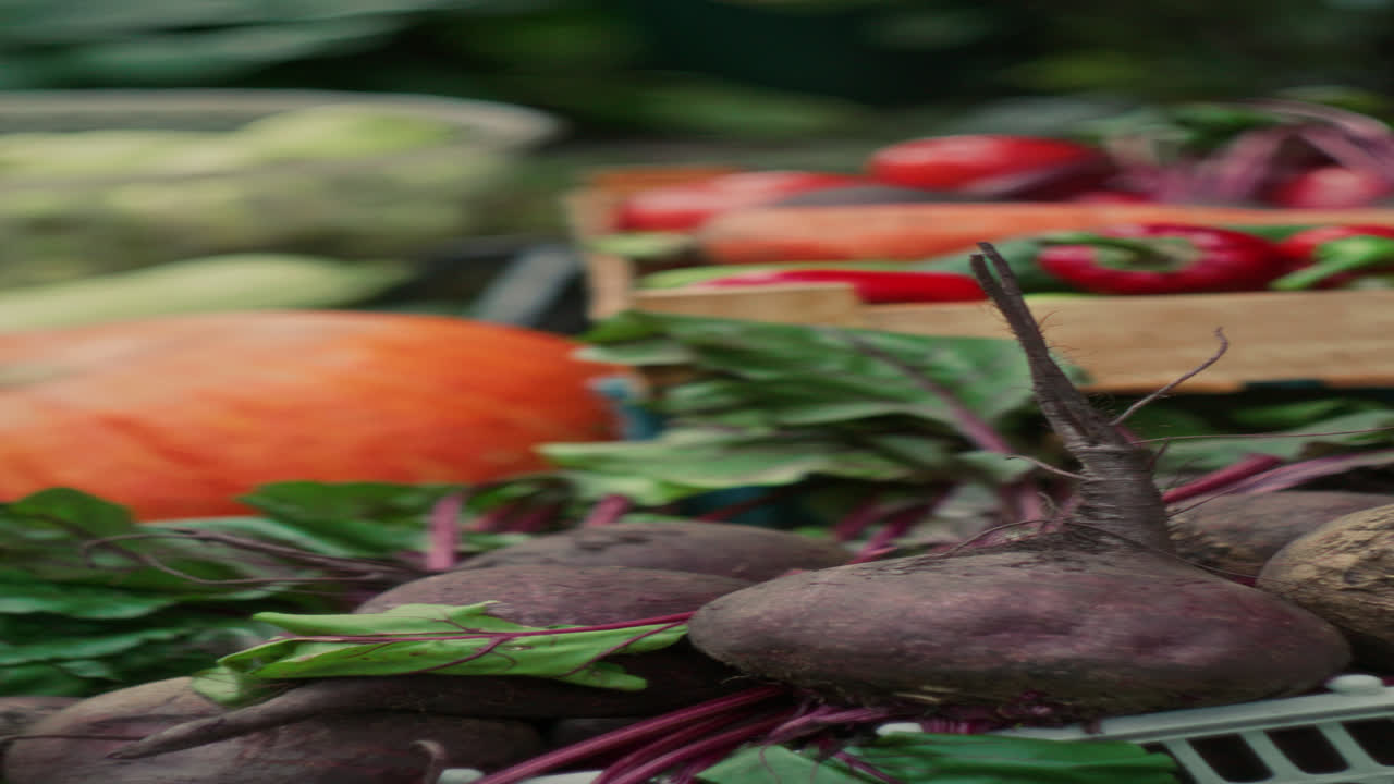 Assorted Freshly Harvested Vegetables in Wooden Crate in Garden