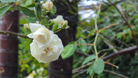 close up shot over white rose flower in full bloom in a park with heavy rain falling on a wet rainy day