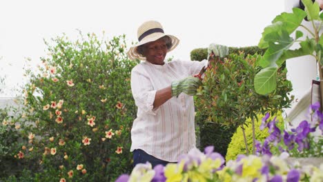 senior african american woman wearing gardening gloves cutting plants in the garden