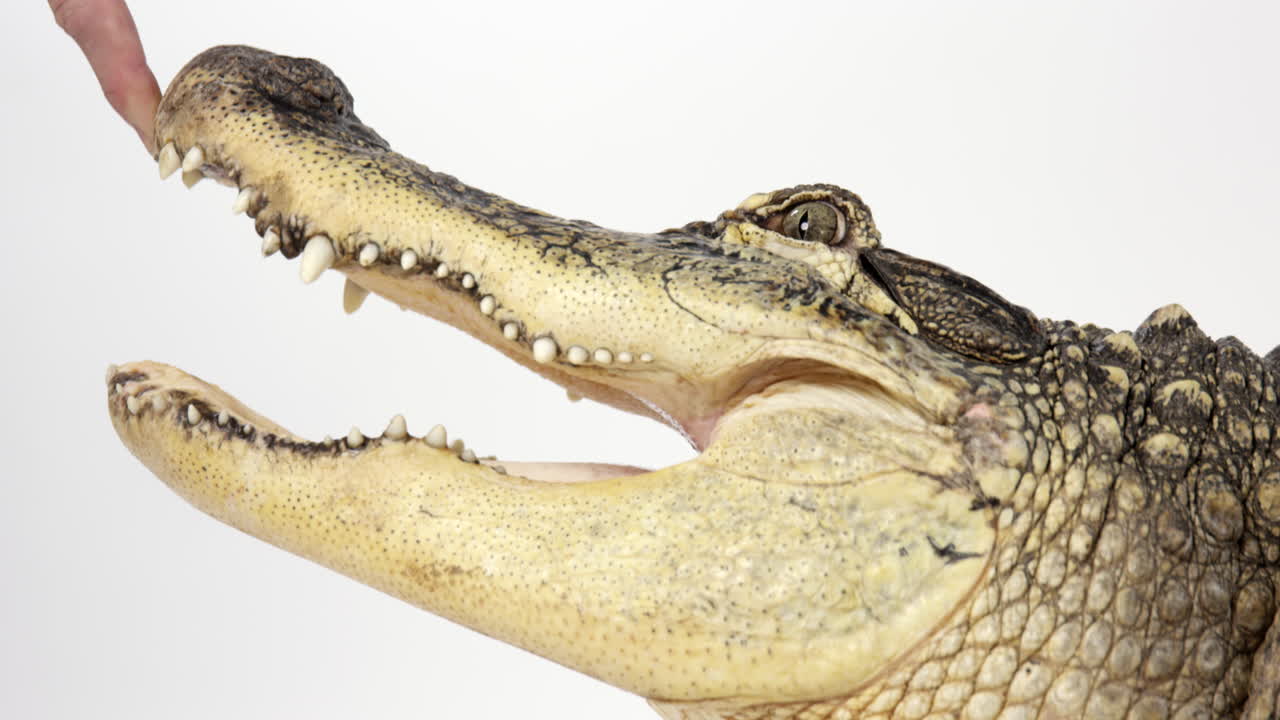 el zoólogo usa un solo dedo para abrir la boca de los caimanes americanos - cerrar la cara - aislado en blanco