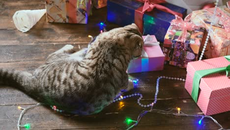 cat near the christmas tree and gifts
