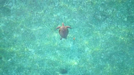 Aerial-flight-over-crystal-clear-water-and-turtle-ascending-in-Malaysia,-birds-eye-perspective-ascending-in-slow-motion