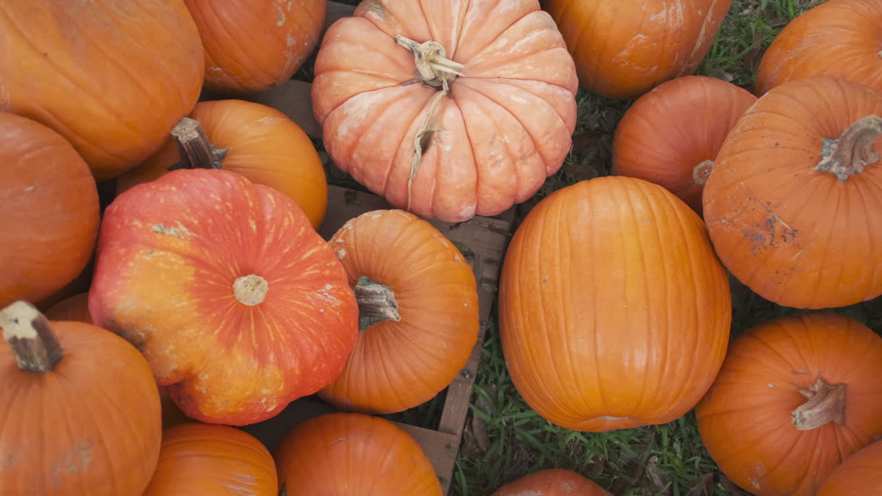 cacerola lenta a través de muchas calabazas naranjas en un huerto de calabazas
