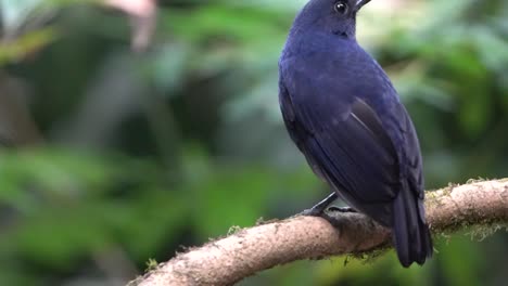 Ein-Blaujavanischer-Pfeifdrosselvogel-Sitzt-Auf-Einem-Ast