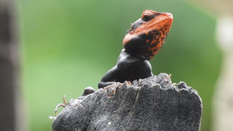 Lizard-in-rain-waiting-for-pry