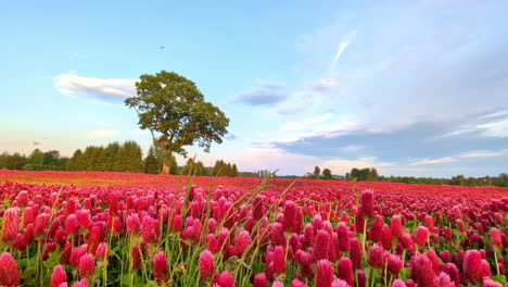 enchanting view of clover blossoms fluttering in gentle breeze with azure skies