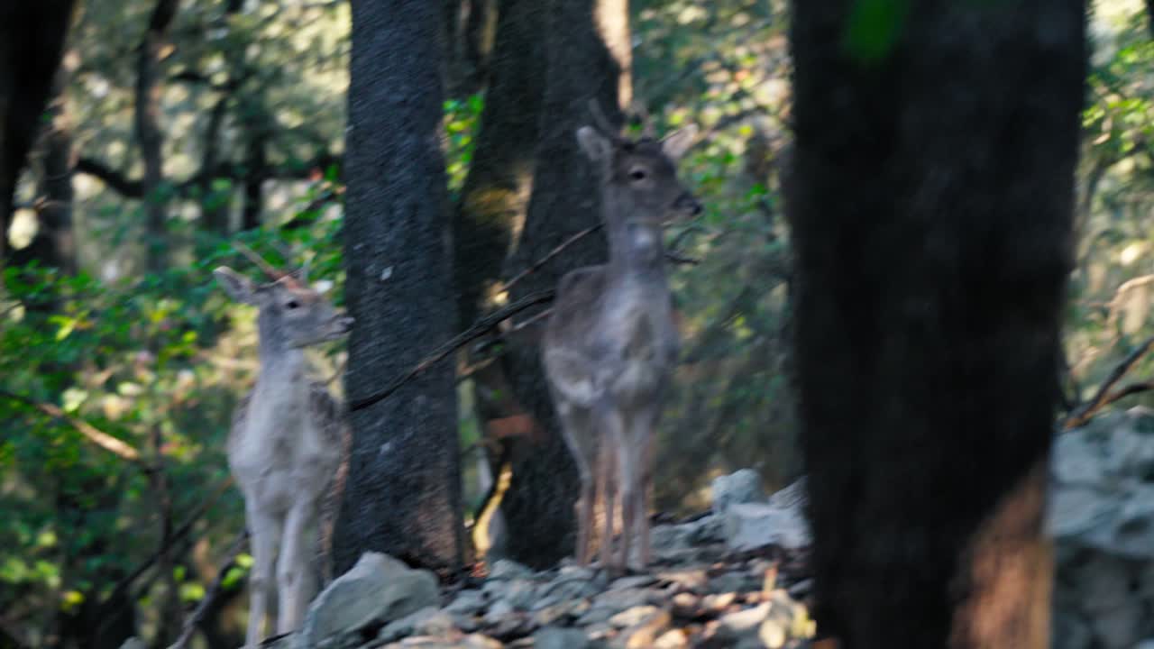 Small herd of young deer nervously standing in forest area