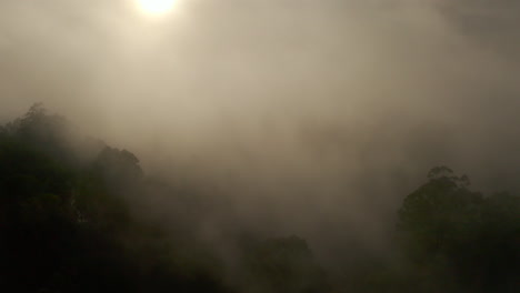 aerial perspective flying directly into heavy fog above forestry