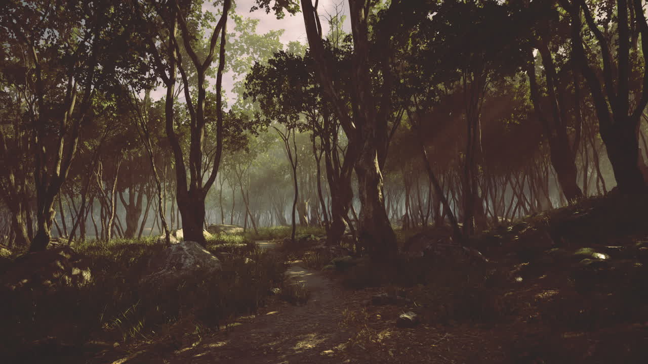 Mysterious forest path illuminated by soft light during early morning hours