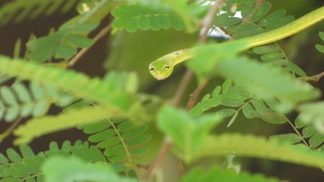 serpiente borrada verde en el árbol
