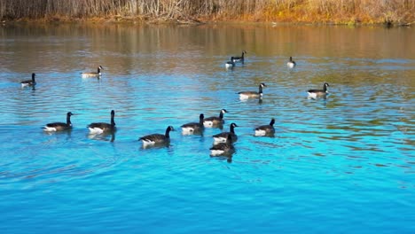 Kardanische-Aufnahme-Von-Kanadischen-Gänsen,-Die-An-Einem-Sonnigen-Tag-Schwimmen