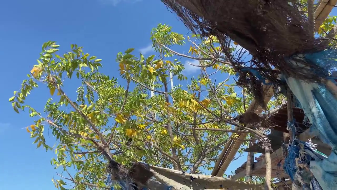 Foglie verdi e gialle degli alberi che ondeggiano al vento contro un cielo blu