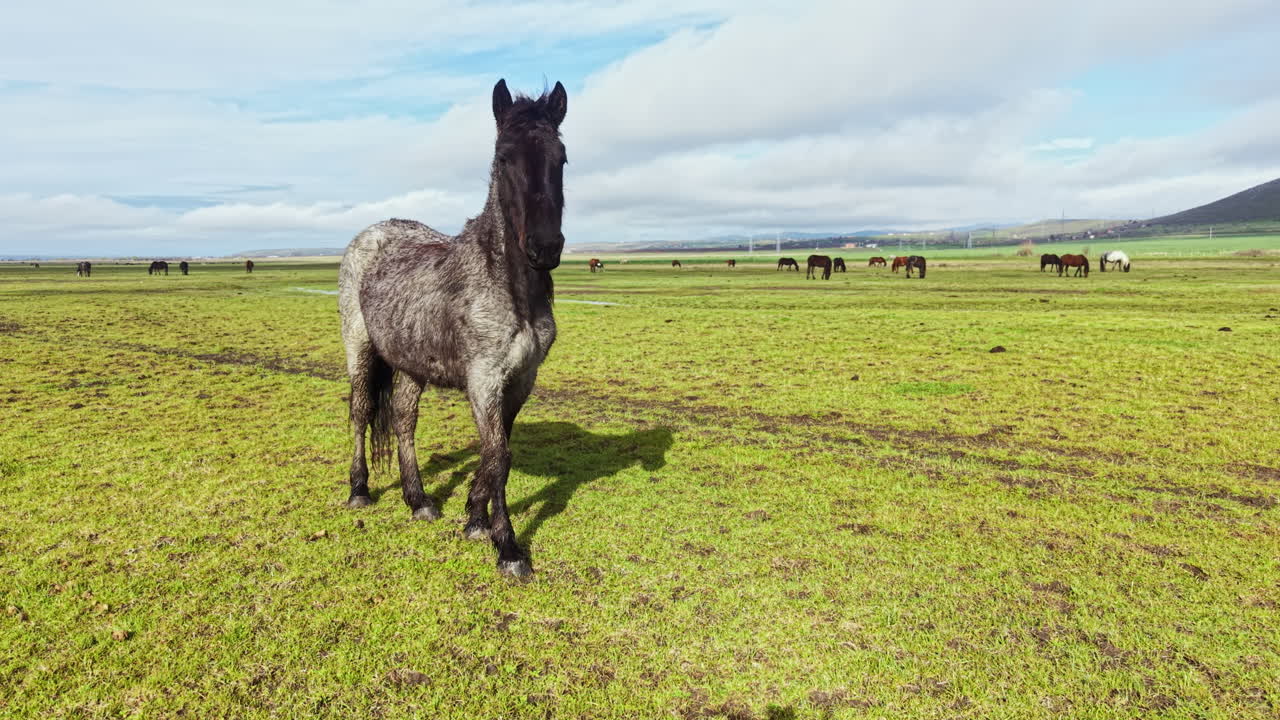 Sort hest græsser på en grøn mark under en skyet himmel nær bakker på landet om dagen