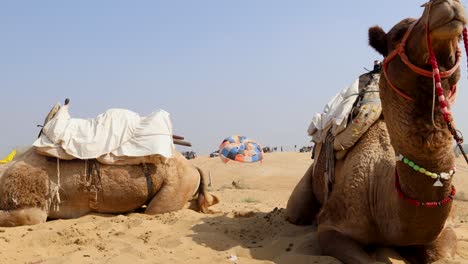 parasailing-adventure-activity-at-desert-through-camel-sitting-at-day-from-unique-perspective-video-is-taken-at-rajasthan,-India