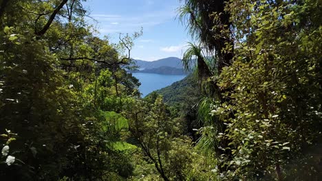 a view through the forest of the queen charlotte sounds in the south island of new zealand