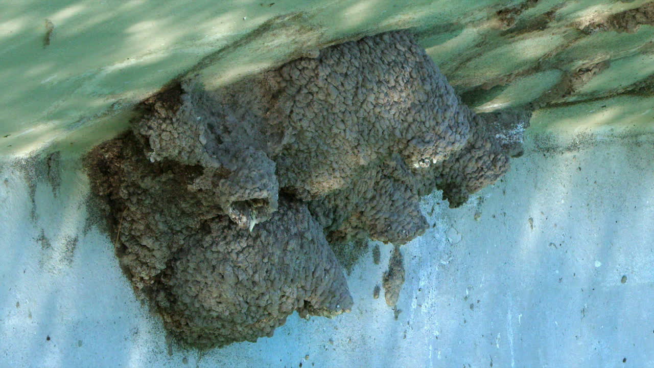 클리프 스러 새는 다리 에 있는 진 둥지에 음식을 전달합니다.