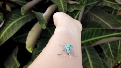 el insecto azul se arrastra sobre la mano de la persona y sube el brazo hacia la cámara