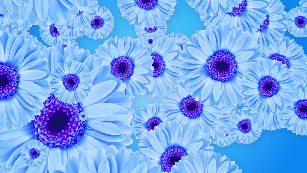 Blue daises spinning right to left against blue background 3d flower animation hello summer nature