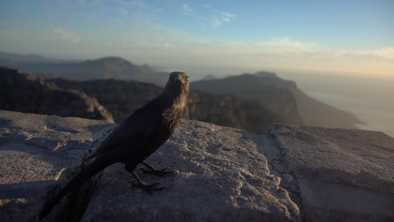 cámara lenta en la cima de la montaña de la mesa durante la puesta de sol con un pájaro estornino de alas rojas saltando