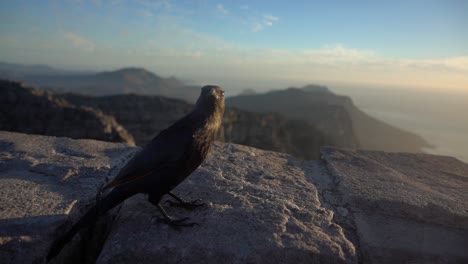 Slowmotion-on-Top-of-Table-Mountain-during-Sunset-with-a-Redwing-Starling-Bird-Hopping-away