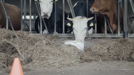 cow feeding from a bucket of food with a couple of cows in the background on a farm