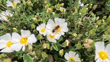 Una-Abeja-Diligente-Recoge-Con-Gracia-El-Néctar-De-Los-Delicados-Pétalos-Blancos-De-La-Salvia-Cistus,-Revelando-La-Danza-De-La-Naturaleza-Entre-Los-Polinizadores-Y-El-Esplendor-Floral.