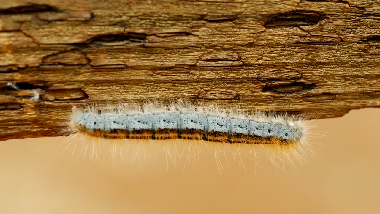 나무 난간에 앉아 있는 서부 텐트 애벌레 나방의 극단적인 매크로 클로즈업 및 극단적인 느린 동작
