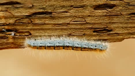 extreme macro close up and extreme slow motion of a western tent caterpillar moth sitting on a wood railing