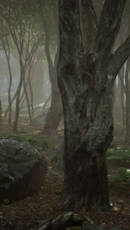 foggy forest path