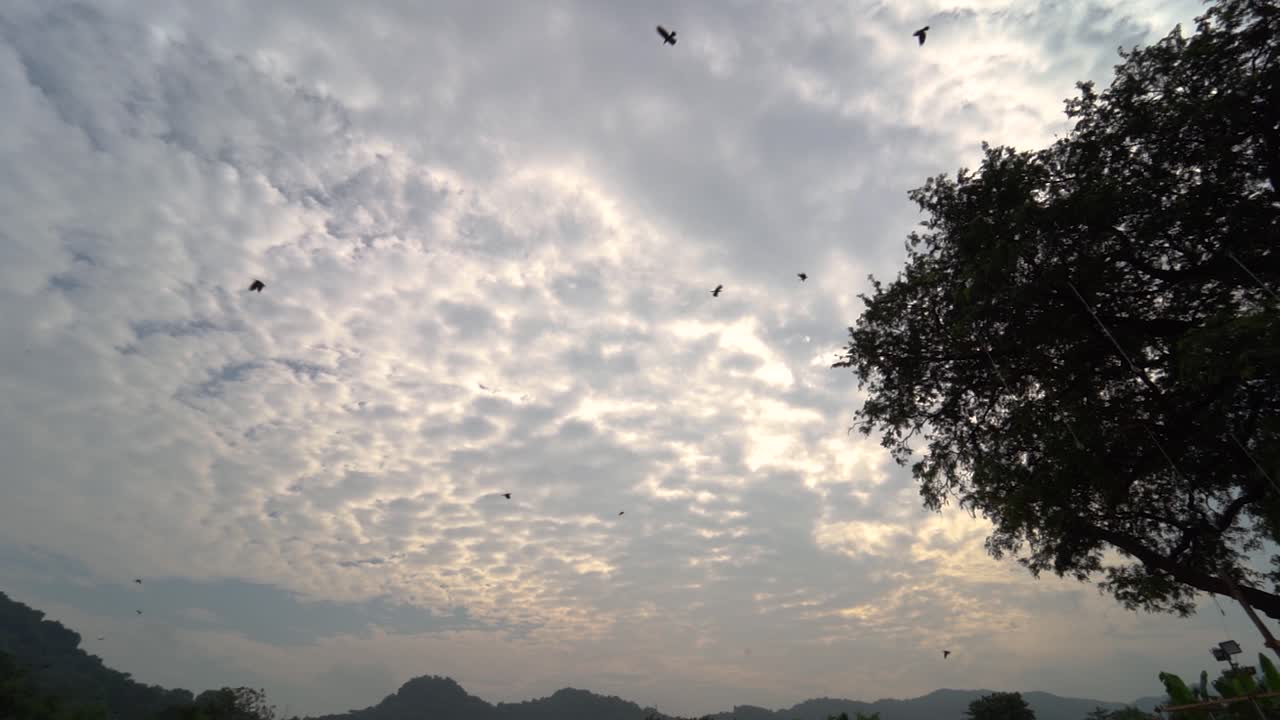 Birds flying in the evening