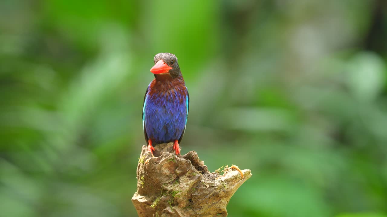 Colorful Kingfisher Perched on a Tree Stump