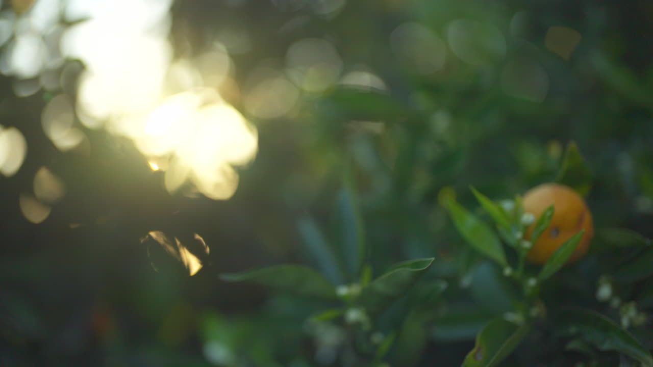 나무에 오렌지를 미끄러뜨리는 발, 아침 빛이 가지를 통해 빛나는, 뉴질랜드