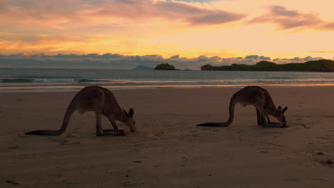 Wallabies-Salvajes-Y-Canguros-En-Una-Playa-De-Arena-En-El-Parque-Nacional-De-Cape-Hillsborough,-Queensland-Al-Amanecer.