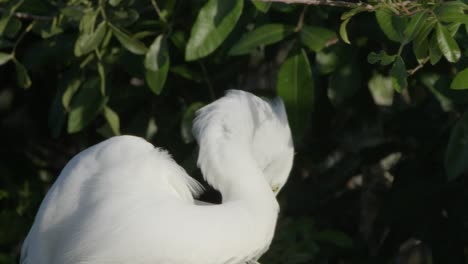 white egret preens its feathers in golden light against a lush green backdrop