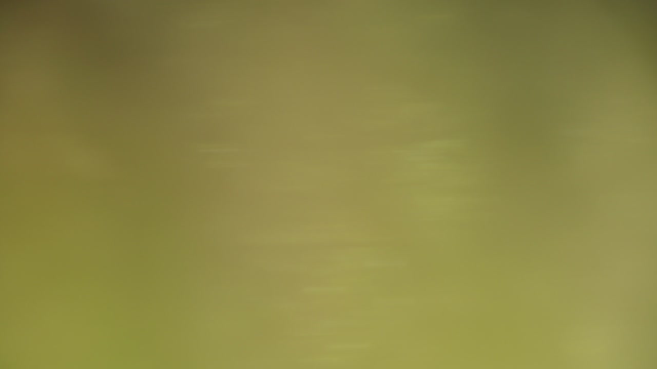 abstracto fondo borroso del bosque