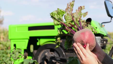 a village worker keeps freshly plucked red beets a village worker keeps freshly plucked red beets the farmer inspects the harvest organic vegetables