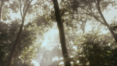 niebla del bosque iluminada por el sol