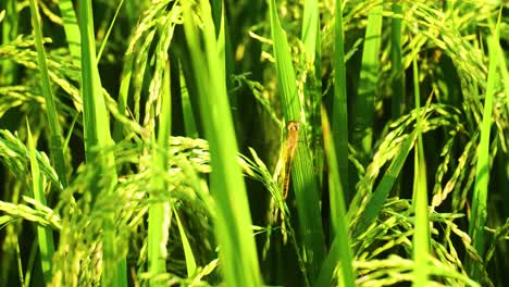 Dragonfly-Perched-On-Leaf-In-Paddy-Field---Close-Up