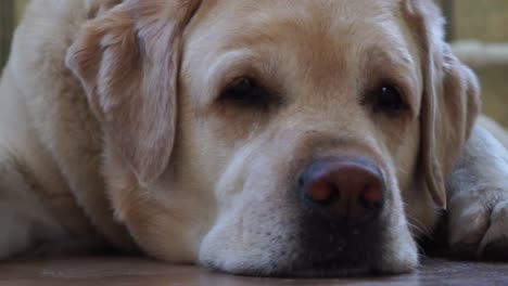 perro de raza labrador tendido en el suelo de cerca