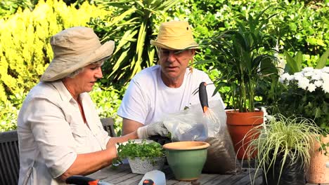plantas de macetas de pareja madura feliz