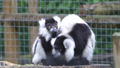 Two-black-and-white-ruffed-lemurs-huddling-together-on-a-tree-stump-in-captivity