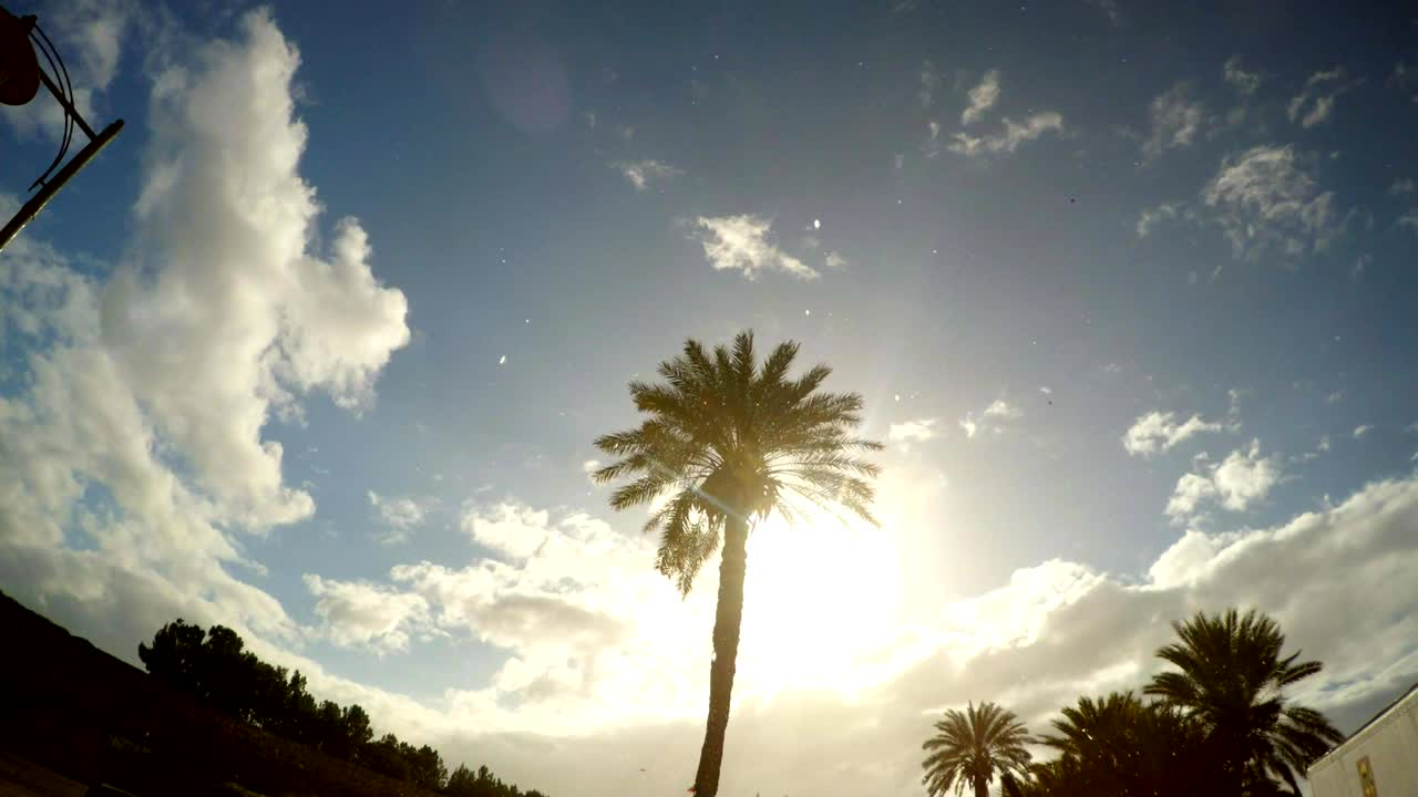 금지된 그리스 도시 바로샤 (키프로스) 에 있는 나무.