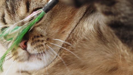 close-up of a british shorthair cat