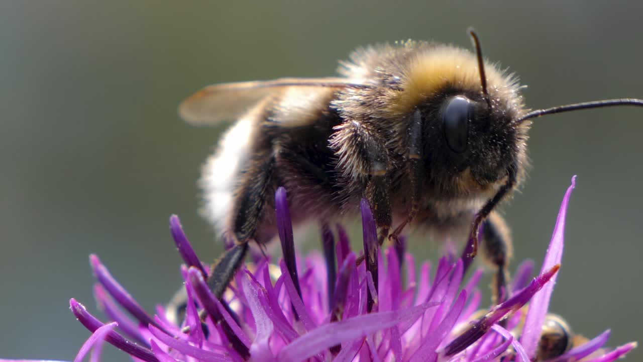 Hommelvlieg die nectar zuigt uit een exotische bloem (macro)