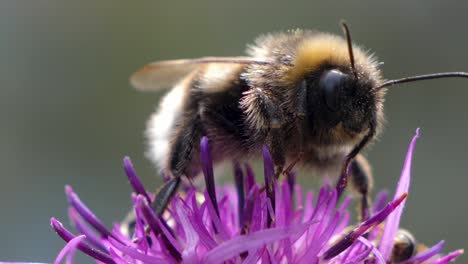 bumblebee fly sucking nectar from a exotic flower macro