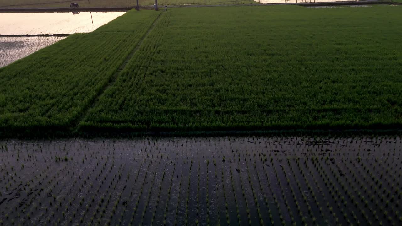 Aerial footage of sunrise in a typical Indian village paddy farming field