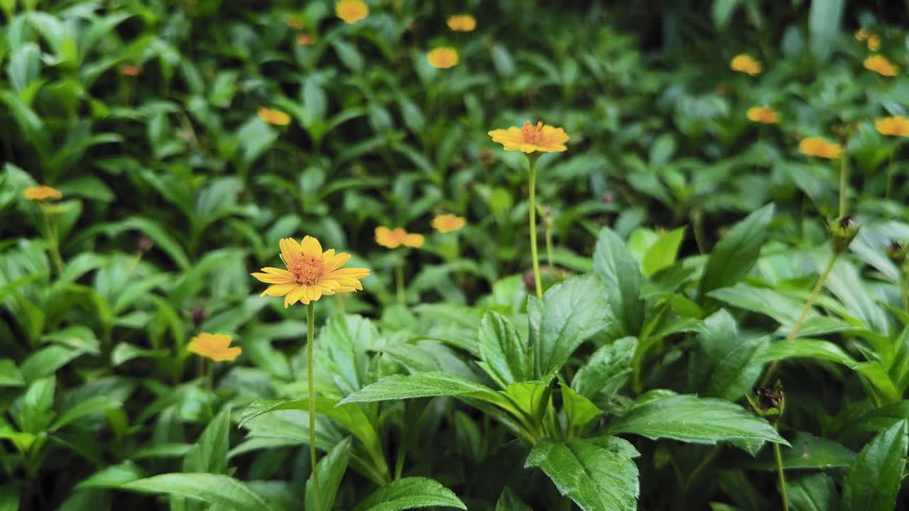 Inquadratura statica di margherite di Singapore che ondeggiano delicatamente sopra un denso fogliame verde, con i loro petali gialli che risaltano delicatamente sullo sfondo del rigoglioso giardino