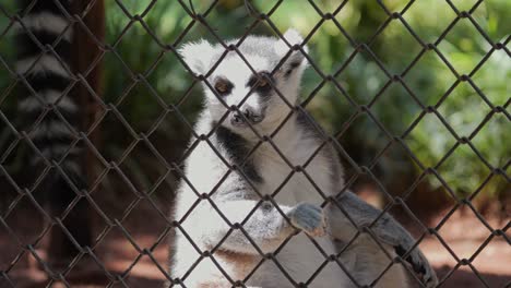curious lemur looks through enclosure fence