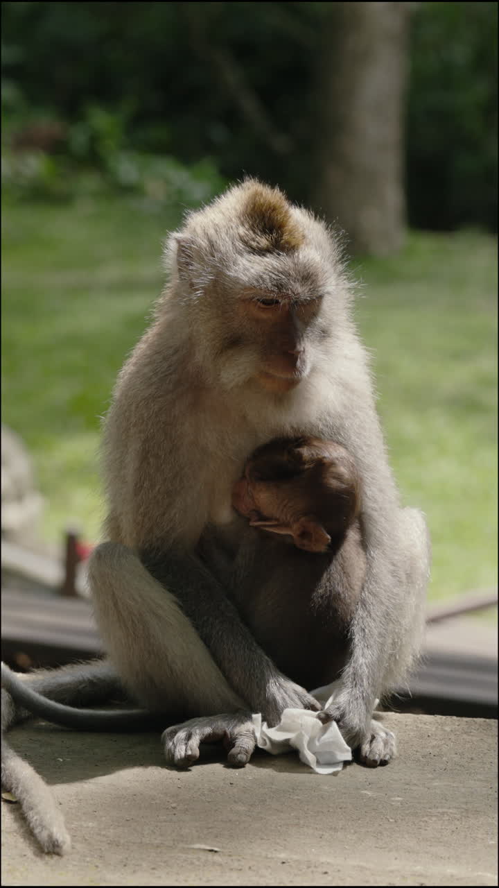 Mother Monkey and Baby